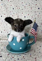 Akc Sable love , a male Papillon for sale in Sulphur Springs, TX – 8 of 10