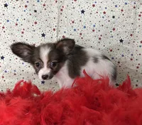 Akc baby sable , a male Papillon for sale in Sulphur Springs, TX – 4 of 9