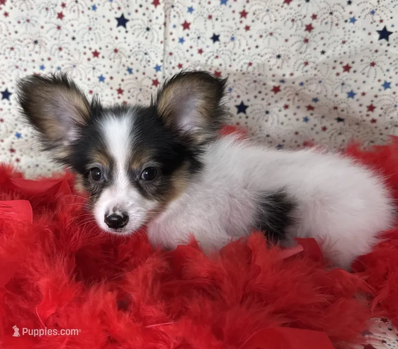 Akc tri  boy  – Papillon puppy for sale in Sulphur Springs, TX