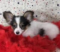 Akc tri  boy , a male Papillon for sale in Sulphur Springs, TX – 1 of 8