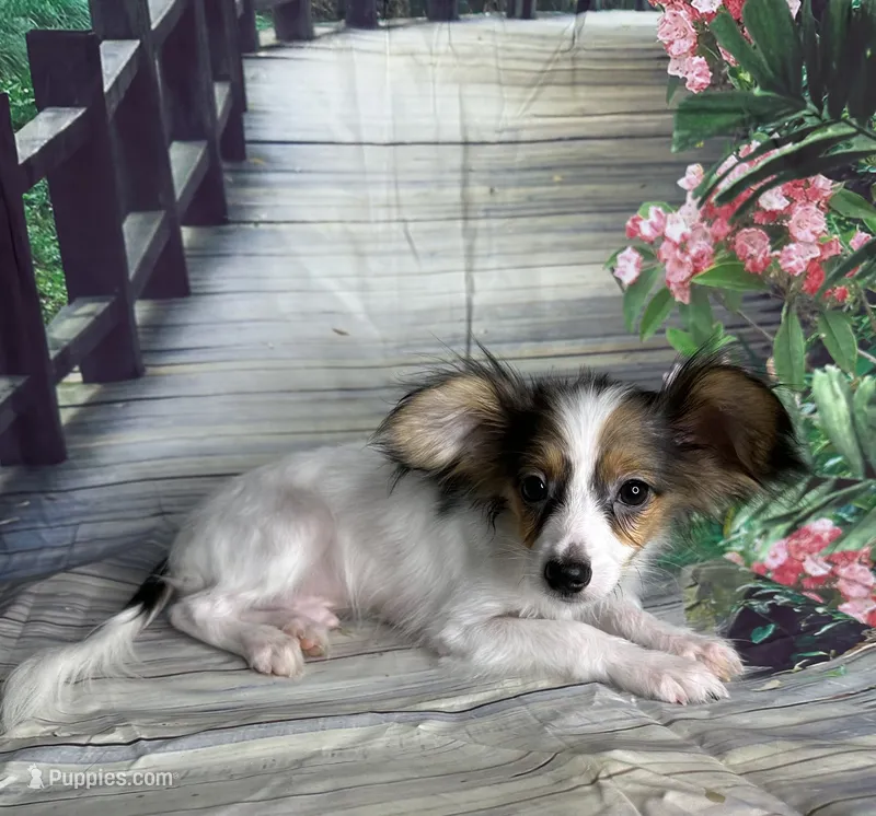 Akc tri  boy  – Papillon puppy for sale in Sulphur Springs, TX