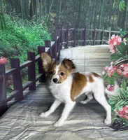 Akc baby boy , a male Papillon for sale in Sulphur Springs, TX – 7 of 7