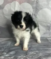 Akc boy , a male Papillon for sale in Sulphur Springs, TX – 2 of 7