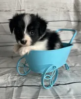 Akc boy , a male Papillon for sale in Sulphur Springs, TX – 3 of 7