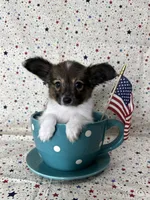 Akc Sable love , a male Papillon for sale in Sulphur Springs, TX – 7 of 10