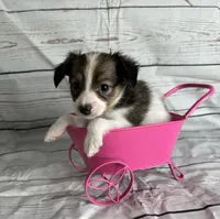 Akc girl , a female Papillon for sale in Sulphur Springs, TX – 2 of 6