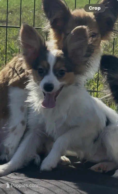Akc tri  boy  – Papillon puppy for sale in Sulphur Springs, TX