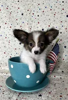 Akc baby sable , a male Papillon for sale in Sulphur Springs, TX – 6 of 9