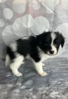 Akc boy , a male Papillon for sale in Sulphur Springs, TX – 4 of 7