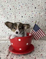 Akc baby sable , a female Papillon for sale in Sulphur Springs, TX – 6 of 8