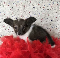 Akc Sable love , a male Papillon for sale in Sulphur Springs, TX – 9 of 10