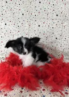 Akc Lovable tri , a male Papillon for sale in Sulphur Springs, TX – 5 of 8