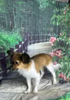 Akc boy , a male Papillon for sale in Sulphur Springs, TX – 2 of 7