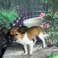 Akc boy , a male Papillon for sale in Sulphur Springs, TX – 4 of 7