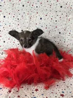 Akc Sable love , a male Papillon for sale in Sulphur Springs, TX – 10 of 10
