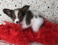 Akc baby sable , a male Papillon for sale in Sulphur Springs, TX – 8 of 9