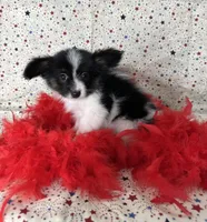 Akc Lovable tri , a male Papillon for sale in Sulphur Springs, TX – 7 of 8