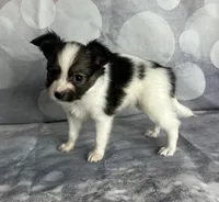 Sable male , a male Papillon for sale in Sulphur Springs, TX – 3 of 5