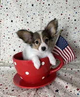 Akc baby sable , a female Papillon for sale in Sulphur Springs, TX – 4 of 8