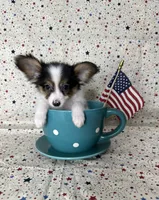 Akc tri  boy , a male Papillon for sale in Sulphur Springs, TX – 5 of 8