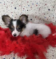 Akc tri  boy , a male Papillon for sale in Sulphur Springs, TX – 7 of 8