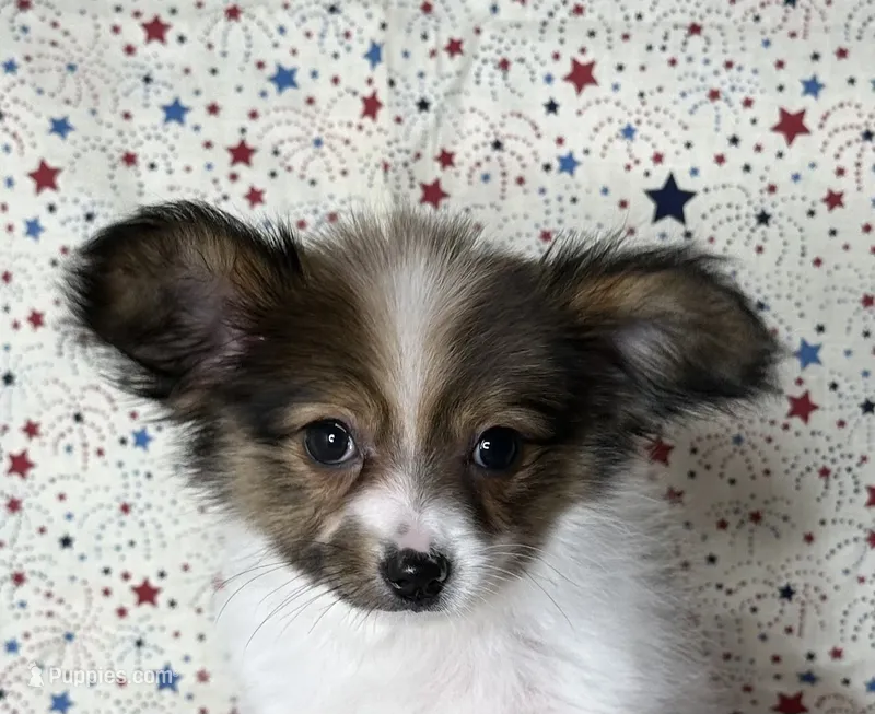 Sweet akc girl  – Papillon puppy for sale in Sulphur Springs, TX