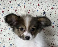 Sweet akc girl , a female Papillon for sale in Sulphur Springs, TX – 1 of 8