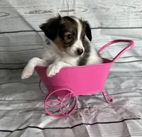 Akc girl , a female Papillon for sale in Sulphur Springs, TX – 6 of 6