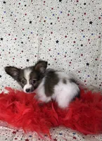 Akc baby sable , a male Papillon for sale in Sulphur Springs, TX – 9 of 9