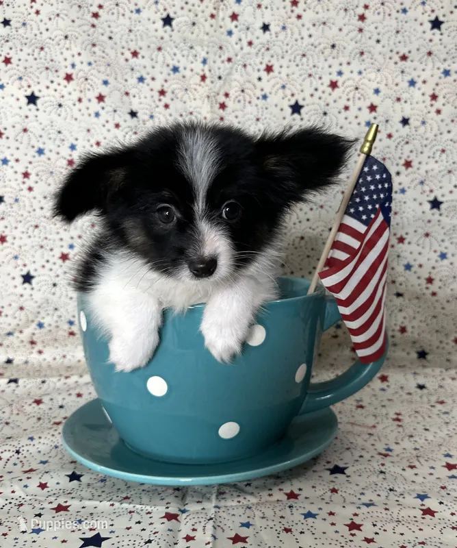 Akc Lovable tri  – Papillon puppy for sale in Sulphur Springs, TX