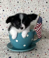 Akc Lovable tri , a male Papillon for sale in Sulphur Springs, TX – 1 of 8