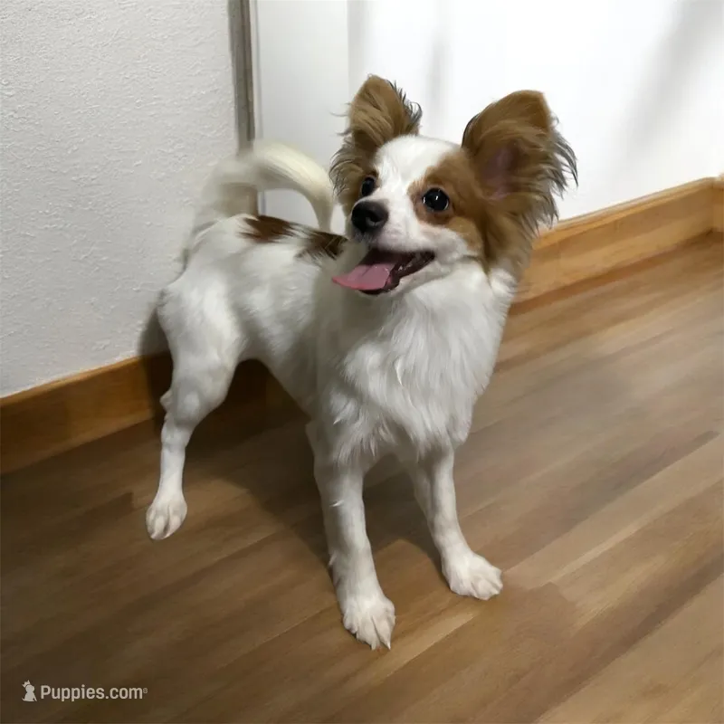 Sable boy – Papillon puppy for sale in Sulphur Springs, TX