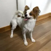 Sable boy, a male Papillon for sale in Sulphur Springs, TX – 1 of 3