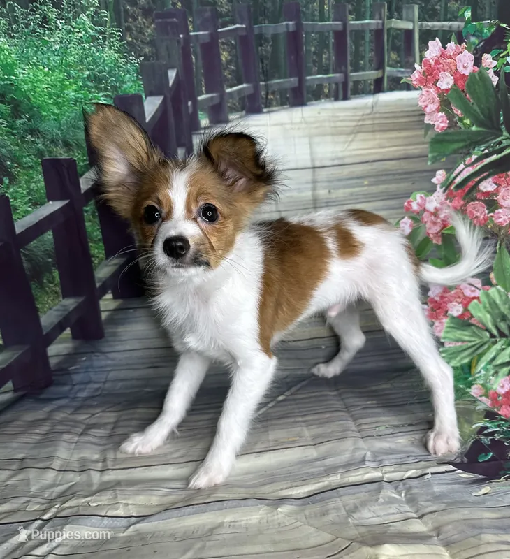 Akc baby boy  – Papillon puppy for sale in Sulphur Springs, TX