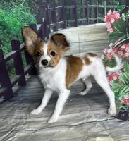 Akc baby boy , a male Papillon for sale in Sulphur Springs, TX – 1 of 7