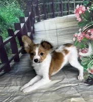 Akc baby boy , a male Papillon for sale in Sulphur Springs, TX – 2 of 7