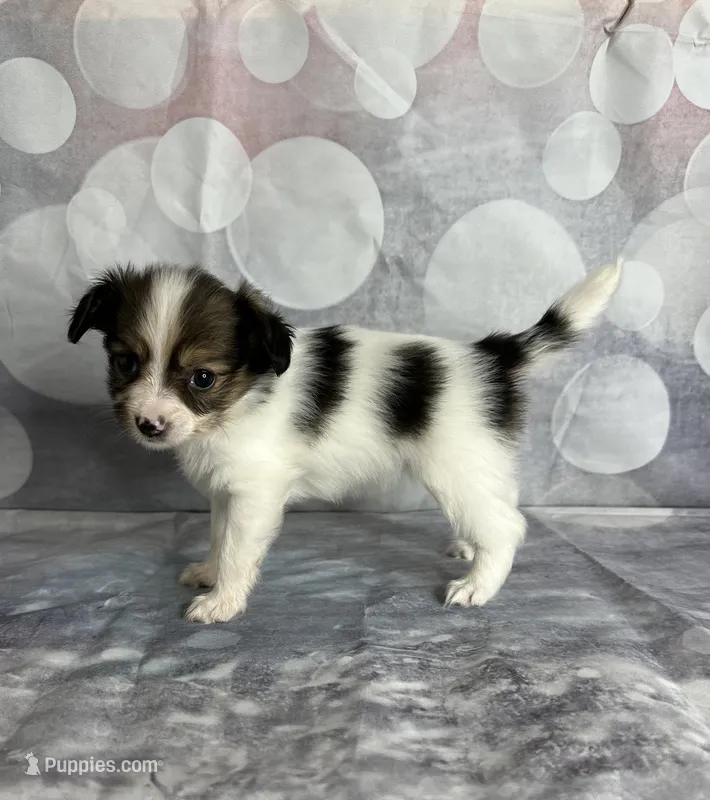 Akc baby girl  – Papillon puppy for sale in Sulphur Springs, TX