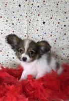 Sweet akc girl , a female Papillon for sale in Sulphur Springs, TX – 8 of 8