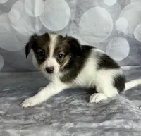 Akc girl , a female Papillon for sale in Sulphur Springs, TX – 5 of 6