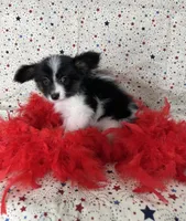 Akc Lovable tri , a male Papillon for sale in Sulphur Springs, TX – 4 of 8