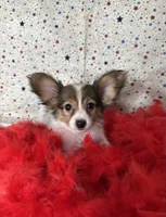 Akc baby sable , a female Papillon for sale in Sulphur Springs, TX – 5 of 8