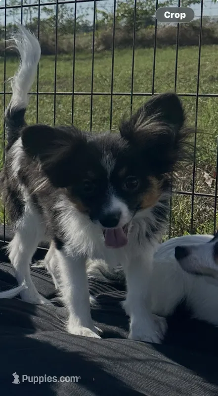 Akc boy  – Papillon puppy for sale in Sulphur Springs, TX