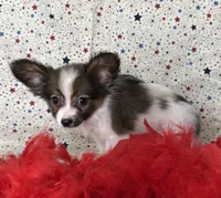 Akc baby sable , a male Papillon for sale in Sulphur Springs, TX – 7 of 9