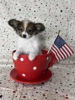 Sweet akc girl , a female Papillon for sale in Sulphur Springs, TX – 7 of 8