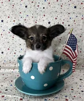 Akc Sable love , a male Papillon for sale in Sulphur Springs, TX – 6 of 10