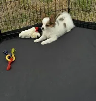 Sable boy, a male Papillon for sale in Sulphur Springs, TX – Photo 3 of 4