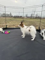 Sable boy, a male Papillon for sale in Sulphur Springs, TX – Photo 4 of 4
