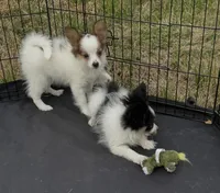 Sable boy, a male Papillon for sale in Sulphur Springs, TX – Photo 2 of 4