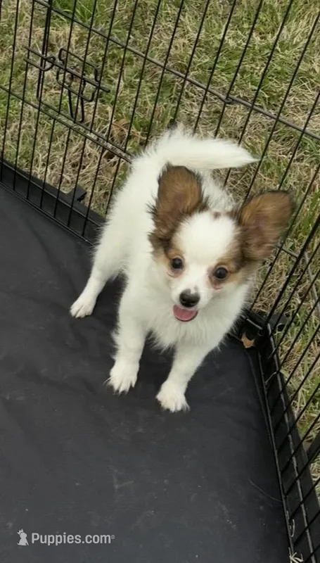 Sable boy, a male Papillon for sale in Sulphur Springs, TX – Photo 1 of 4