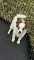 Sable boy, a male Papillon for sale in Sulphur Springs, TX – Photo 1 of 4